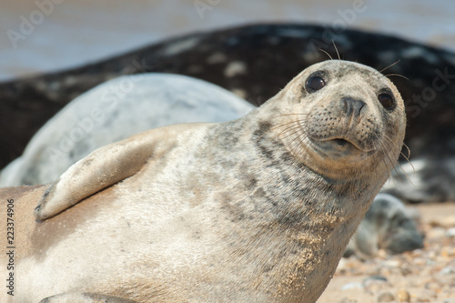 Photography seal pup close-up with a happy expression