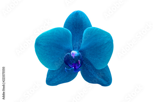 pink blue Phalaenopsis or Moth dendrobium Orchid flower in winter or spring day tropical garden isolated on white background.Selective focus.agriculture idea concept design with copy space add text.