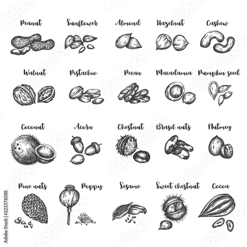 Seeds and nuts set Vintage hand drawing of hazelnut, walnut, peanuts, almond, cashew, pistachio, Brazilian nut, macadmia and pumpkin seed Vector illustration