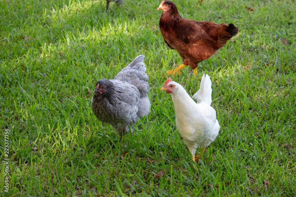 Fototapeta premium Beautiful chickens