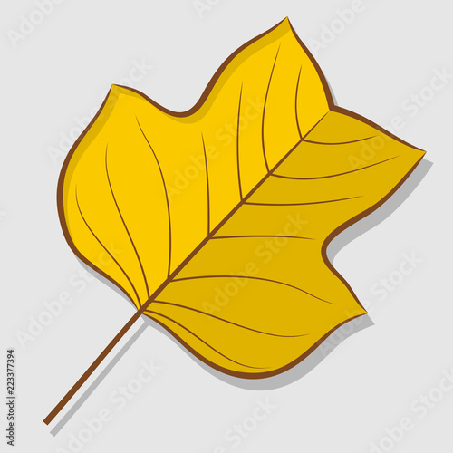 Tulip poplar autumn leaf isolated on a white background. Flat design Vector illustration