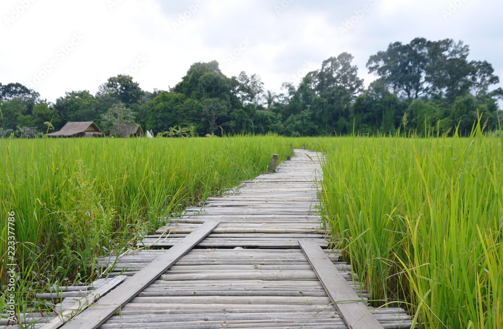 curve bamboo bridge on paddy field in Thailand countryside