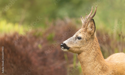 Fototapeta Naklejka Na Ścianę i Meble -  Deer buck, (Capreolus capreolus) In the forest environment.