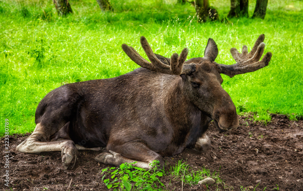moose in forest moose in forest