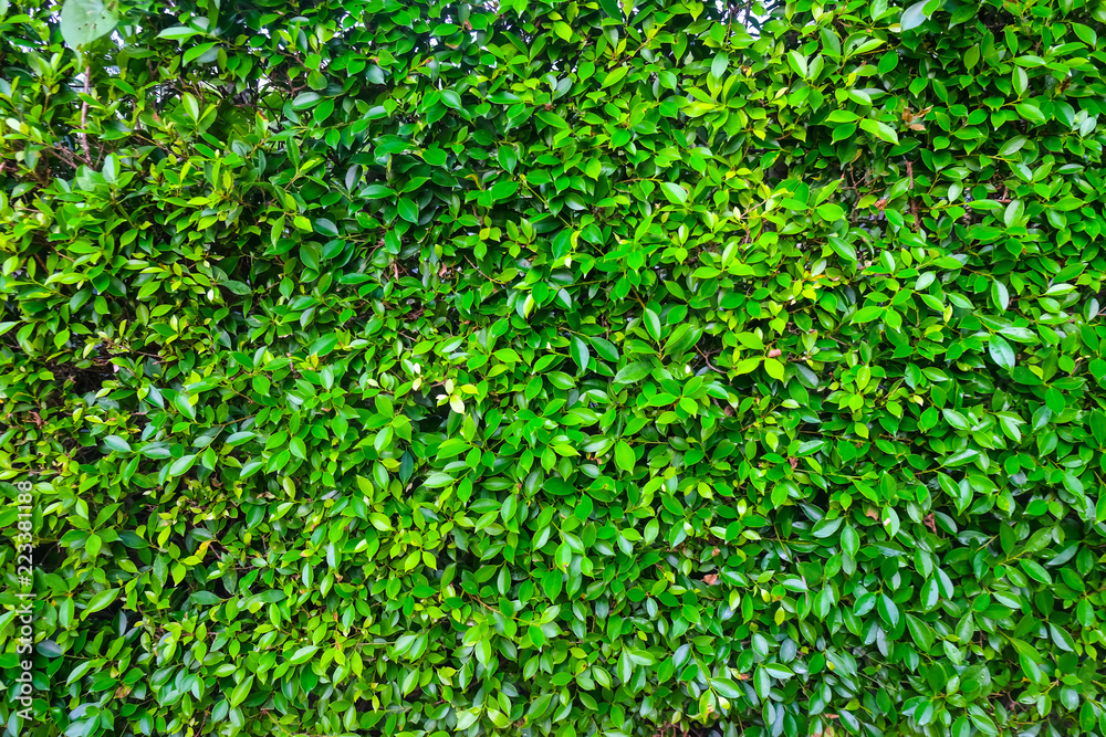 Fresh green leaves Fresh green leaves