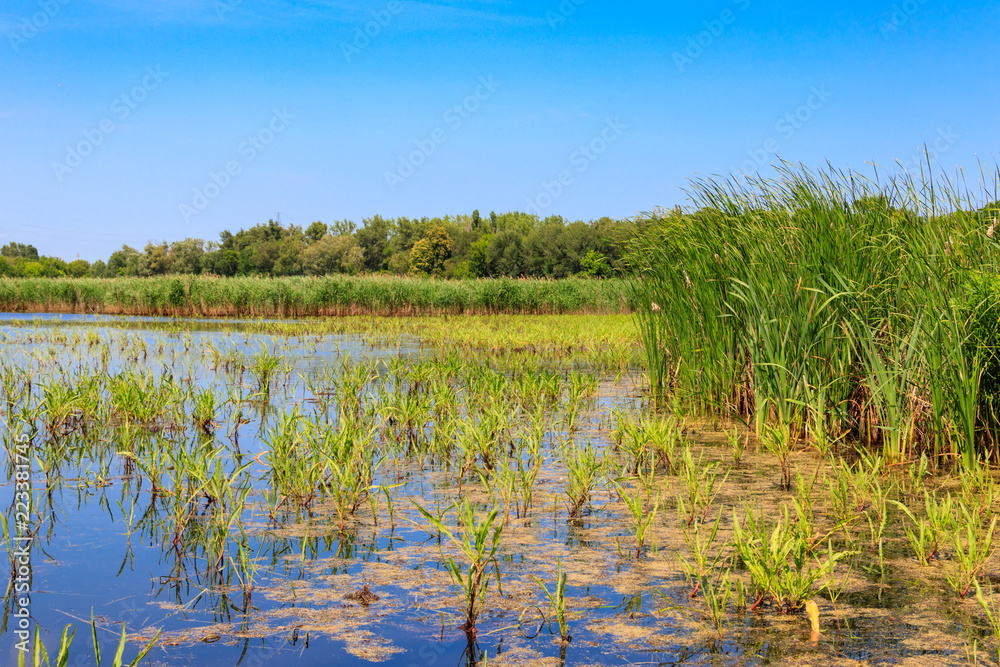 View of lake overgrown with bulrushes on summer View of lake overgrown with bulrushes on summer