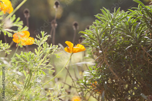 orange flower in autumn