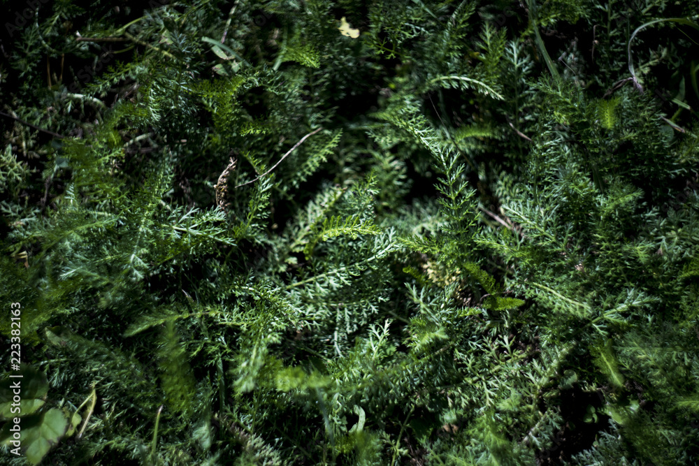 Obraz premium Green grass pattern - foliage background