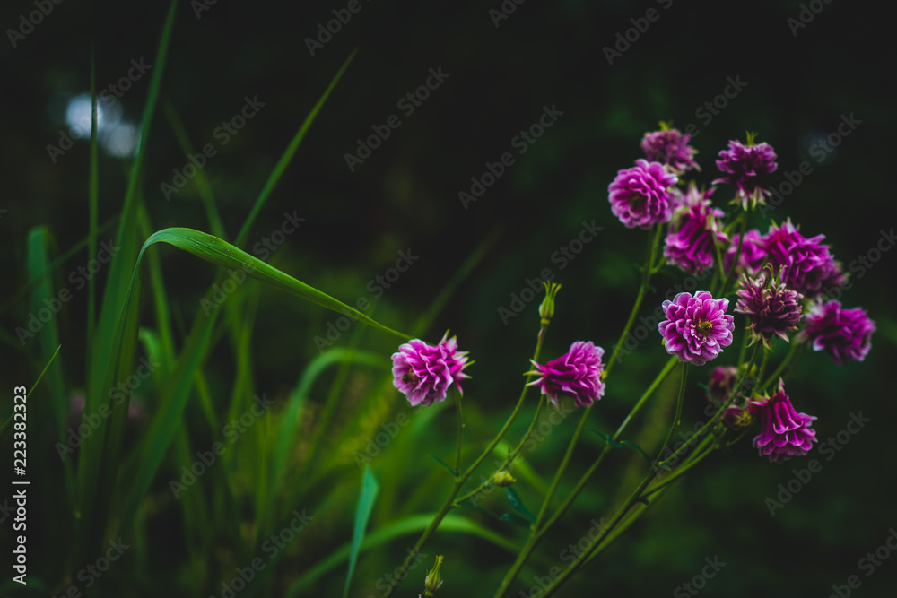 Background Image With Copy Space of Magenta Garden Dahlias and Dark Green Grass Background Image With Copy Space of Magenta Garden Dahlias and Dark Green Grass