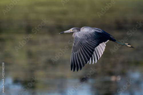 Blue Heron Flyby