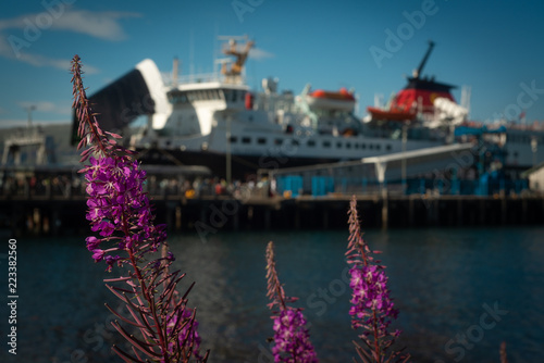 Purple Flowers on the Sea Front at Craignure, Isle of Mull, With the Ferry Terminal in the Background photo