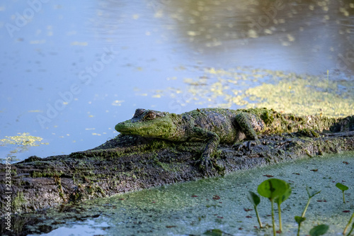 Alligator on Log
