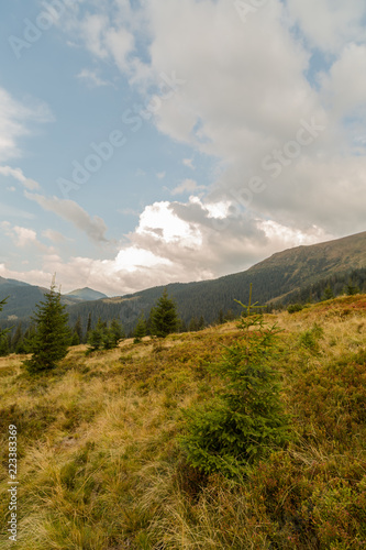 Small pine trees on the hill in mountains