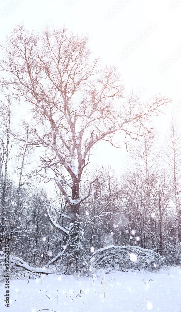Winter landscape snow covered expanses. A park in the winter in Winter landscape snow covered expanses. A park in the winter in