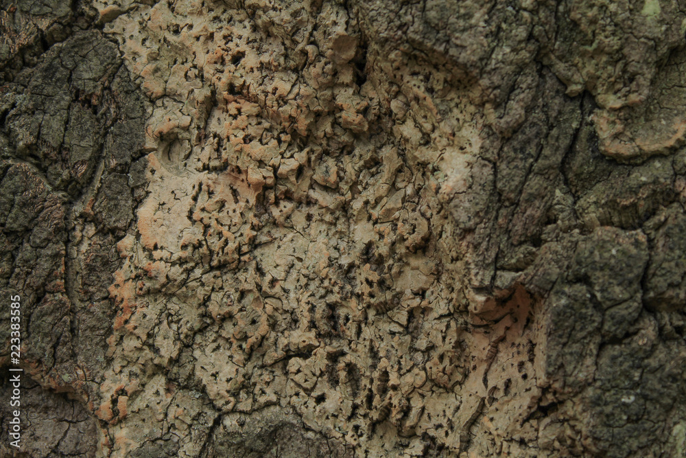 cork tree. bark. abstract background oak cork cork tree. bark. abstract background oak cork