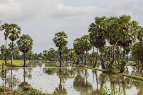 タイの田舎の風景水田と砂糖椰子