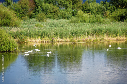 a flock of swans on the lake