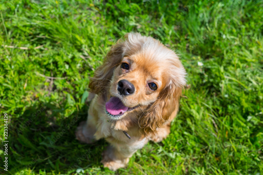 Beautiful cocker spaniel on the green grass Beautiful cocker spaniel on the green grass