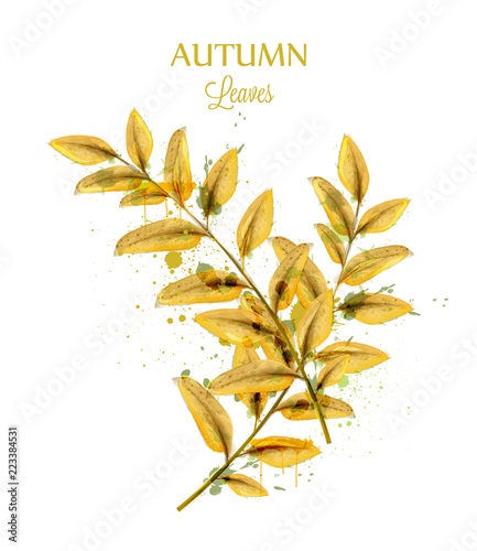 Autumn watercolor leaves Vector isolated on white background. Fall banner tem...