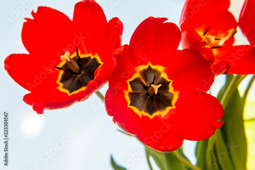 three red tulips close up 