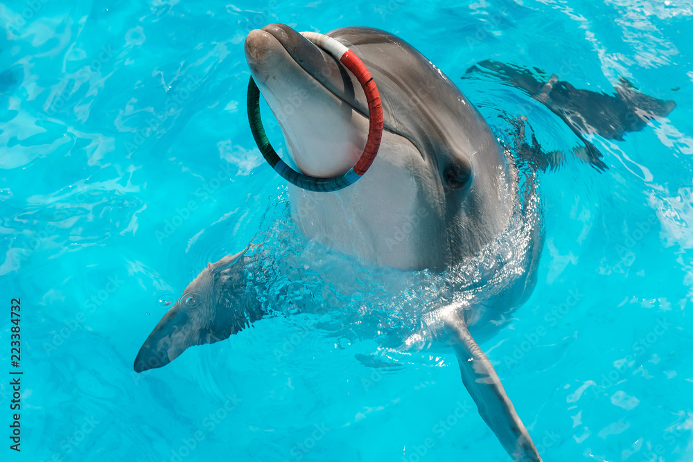 Fototapeta premium happy smiling bottlenose dolphins playing with colorful ring in blue water. Dolphin Assisted Therapy