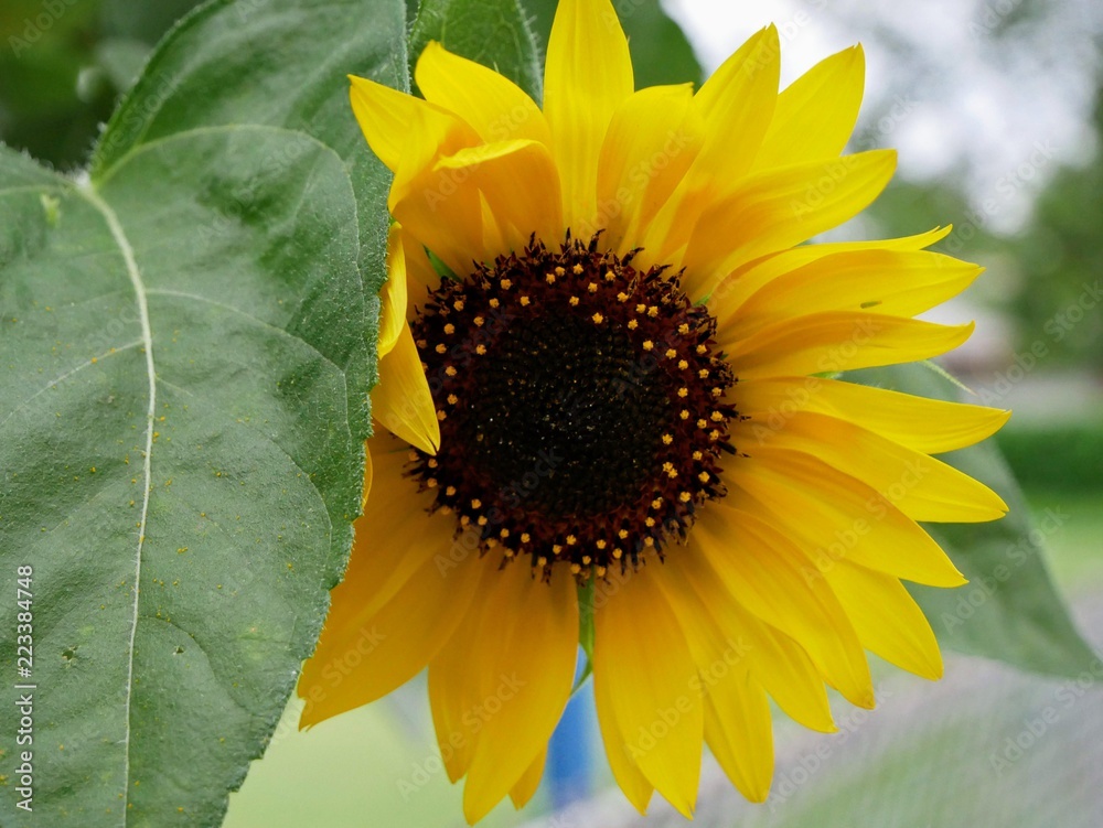 Naklejka premium Sunflower Bokeh part 2