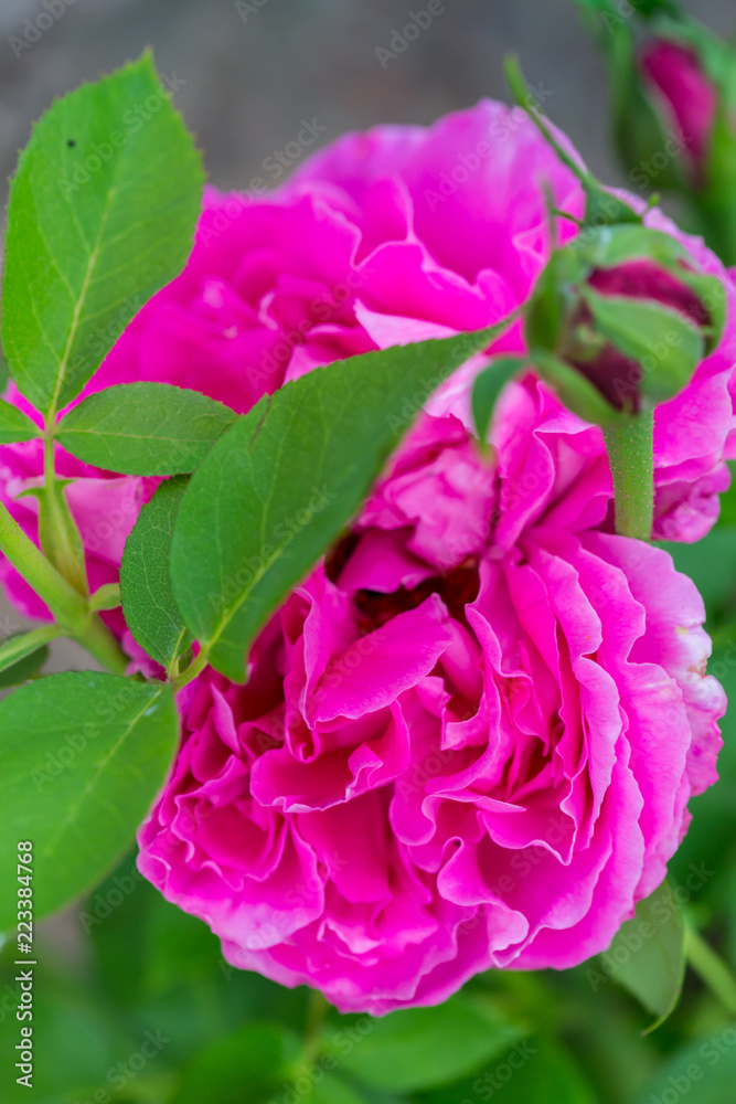 Beautiful big and Pink Flower close up