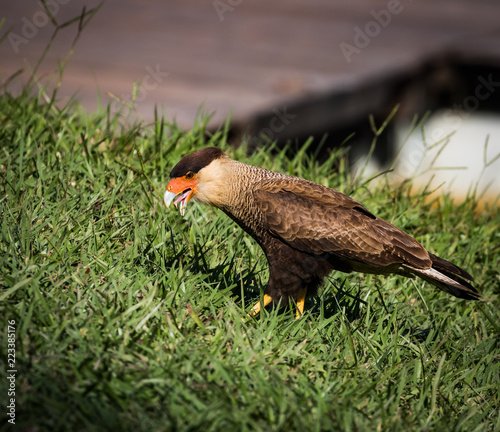 Southern Caracara photo