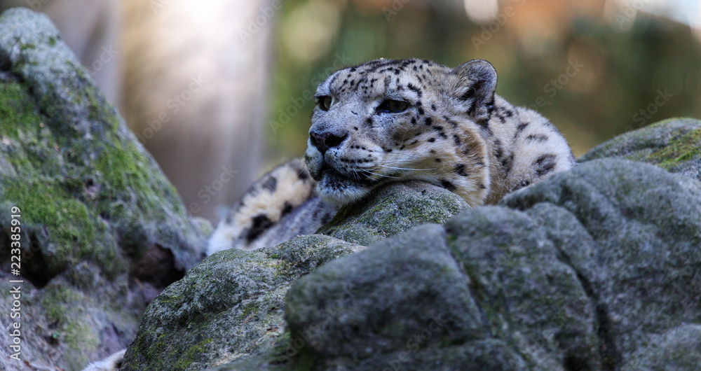 Obraz premium snowleopard