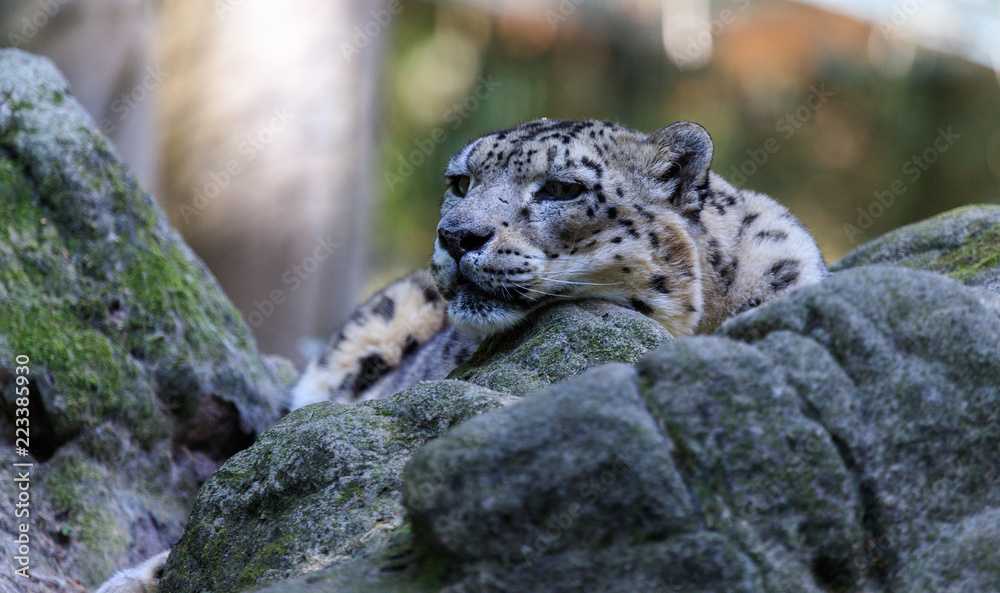 Obraz premium snowleopard