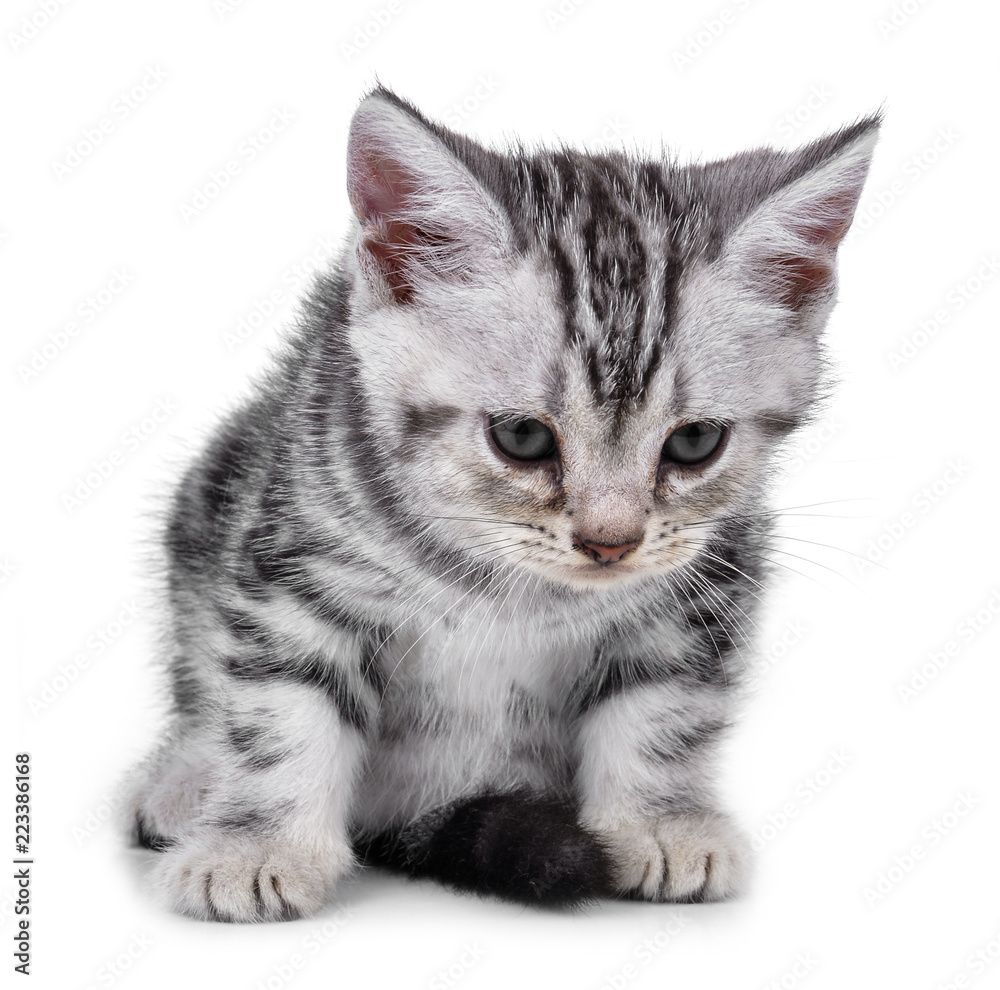 Obraz premium Pet kitten on the white background