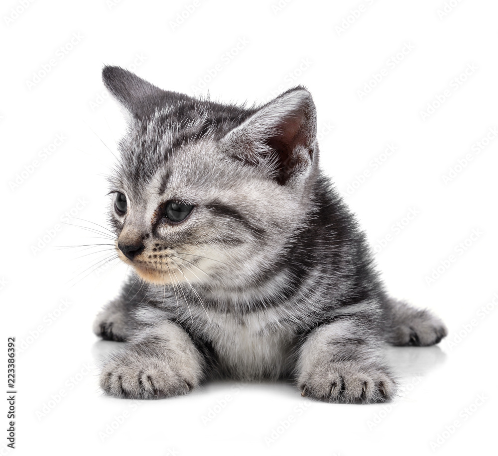 Fototapeta premium Pet kitten on the white background