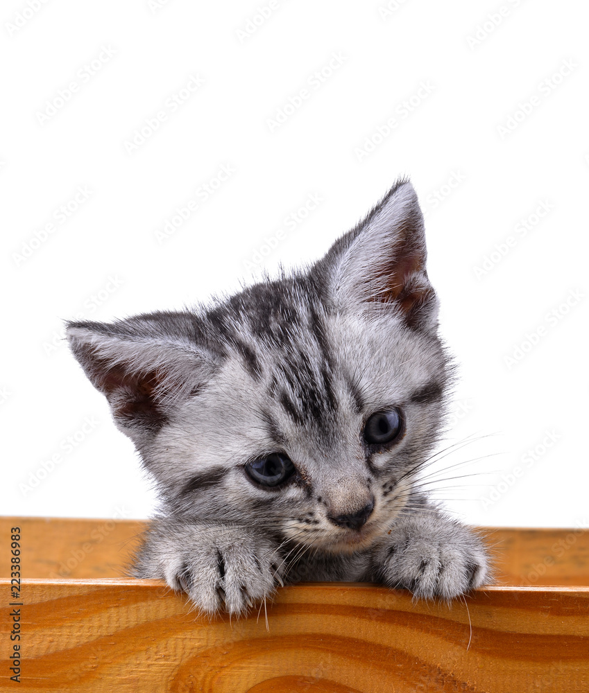 Obraz premium Pet kitten on the white background