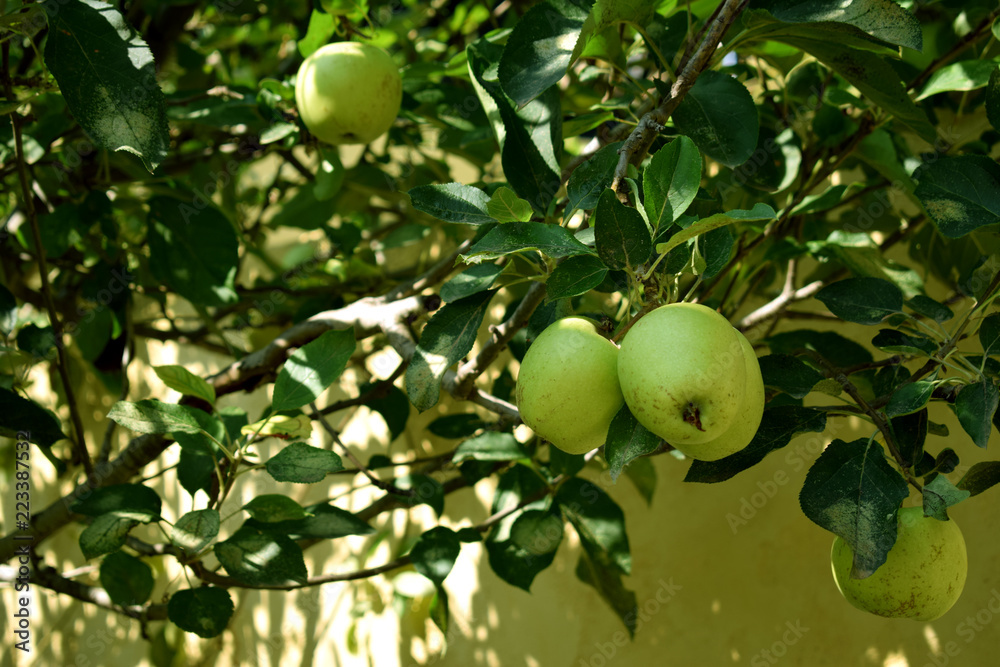 Green apples on a green apple tree