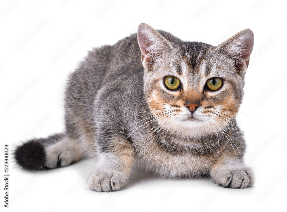 Cat on the white background