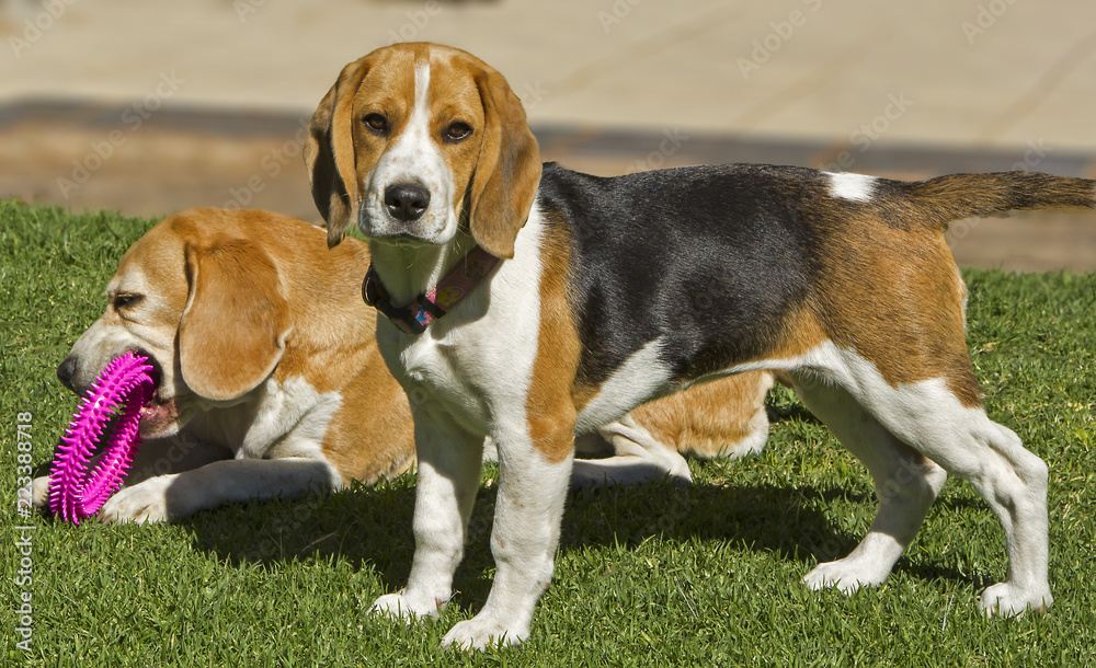 Two beagles and one toy