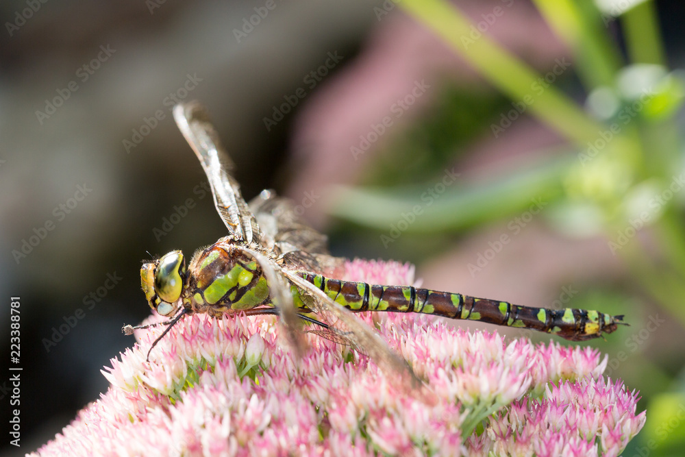 Libelle Libelle