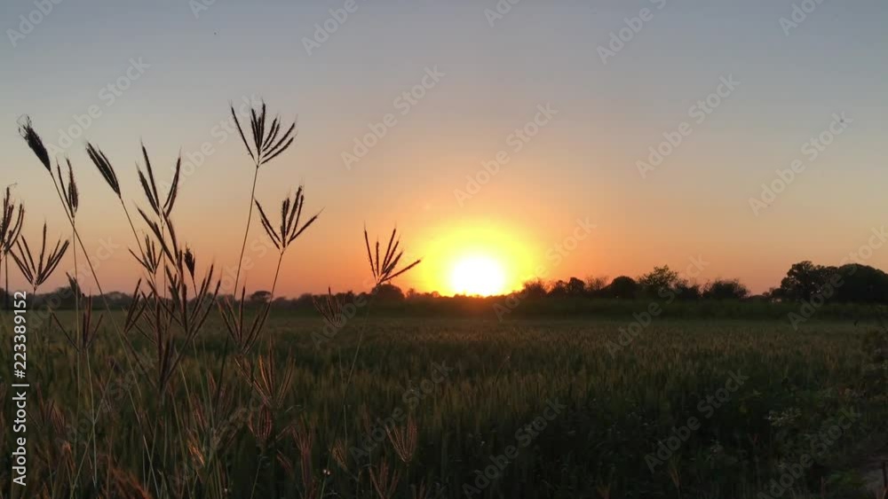 Incredible sunset in field, spikelets of wheat sway in wind. Green Wheat Spikelets Grass Plants Leaves Flowers, wheat blowing wind In Field. Grass sunset wheat ready for harvest, rays sun, close up. Incredible sunset in field, spikelets of wheat sway in wind. Green Wheat Spikelets Grass Plants Leaves Flowers, wheat blowing wind In Field. Grass sunset wheat ready for harvest, rays sun, close up.