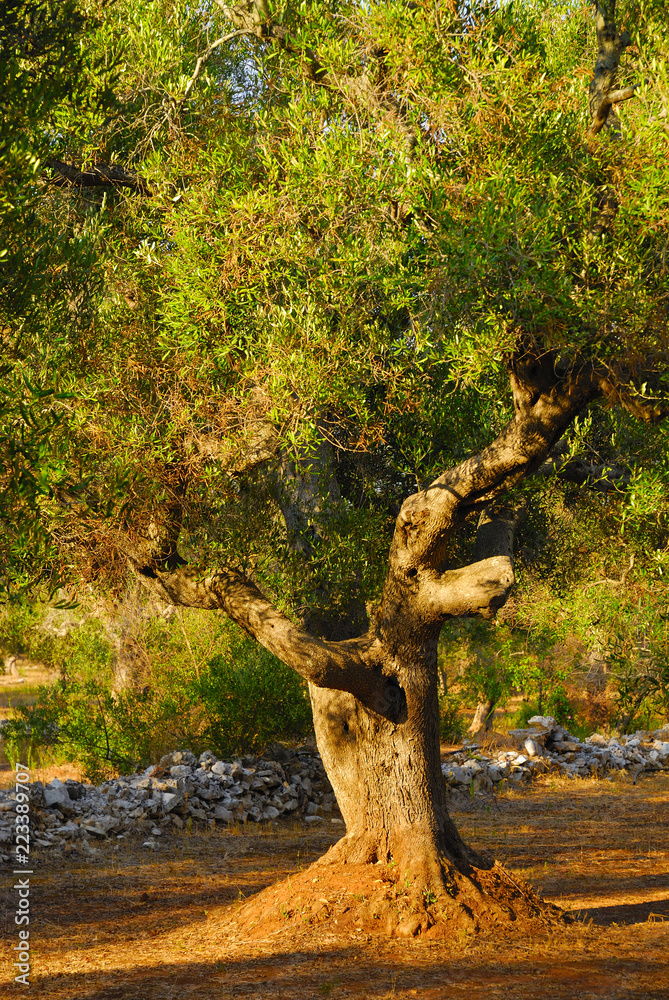 Fototapeta premium Ancient olive trees of Salento, Apulia, southern Italy