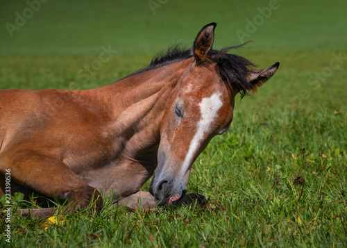 Sleepy Arabian foal on a pasture