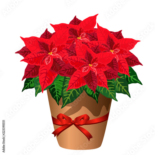 Poinsettia plant in pot with red bow (Christmas star, Euphorbia pulcherrima). Vector illustration isolated on white background for Christmas interior design.