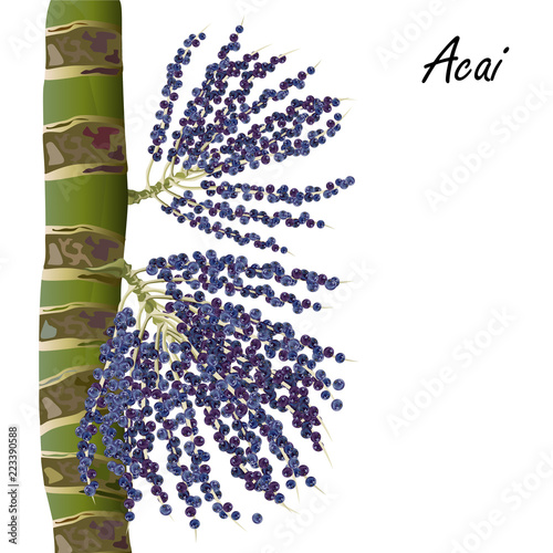 Acai berries on palm tree (Euterpe oleracea), brazilian superfood. Realistic vector illustration isolated on white background. photo