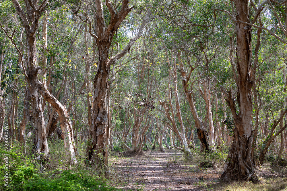 National primeval forest in Xuyen Moc District, Ba Ria Vung Tau Province, Vietnam in the dry season. The roots are exposed beautifully. This place is very suitable for making wedding photos. National primeval forest in Xuyen Moc District, Ba Ria Vung Tau Province, Vietnam in the dry season. The roots are exposed beautifully. This place is very suitable for making wedding photos.