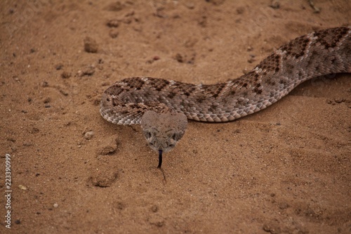 Close Up of Rattle Snake Head Over Sandy Ground