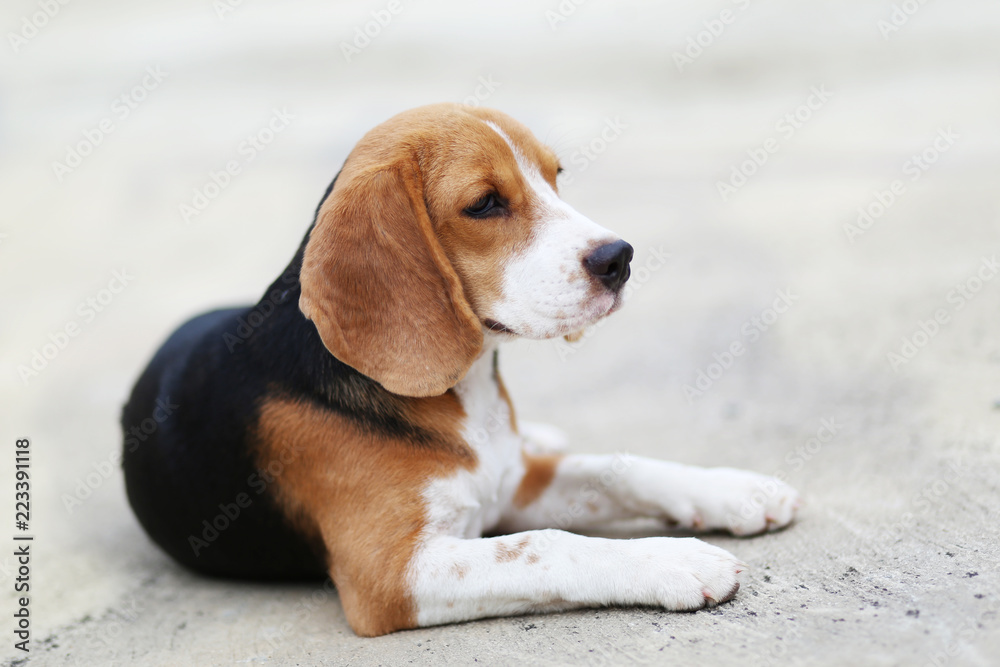 Portrait of beagle dog sitting on the car park outdoor.