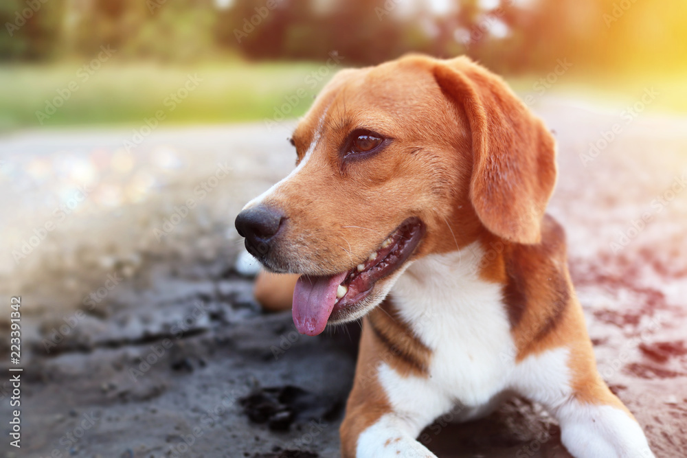 An adorable beagle dog lying down on the dirty puddle in the park . An adorable beagle dog lying down on the dirty puddle in the park .
