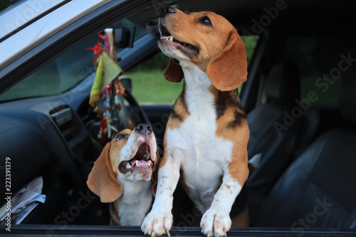 Fototapeta Naklejka Na Ścianę i Meble -  A couple of beagle dog playing and smiling inside the car at the side of the car door.