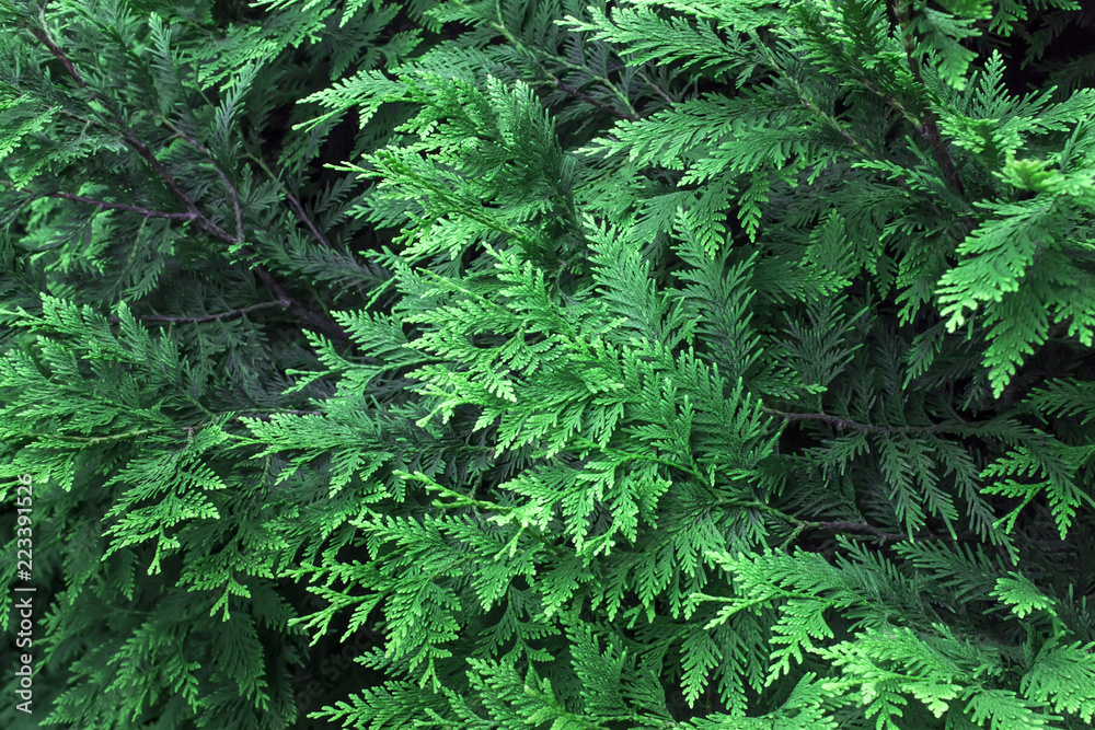 Beautiful green christmas leaves of Thuja trees. Thuja twig, Thuja occidentalis is an evergreen coniferous tree. Beautiful green christmas leaves of Thuja trees. Thuja twig, Thuja occidentalis is an evergreen coniferous tree.