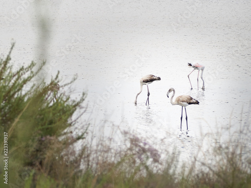 Shot of flamingos relaxing in a proteced oasi photo