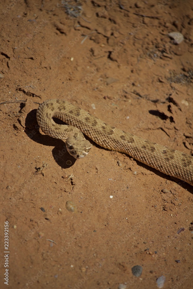Semi Coiled Rattle Snake Alert on Sand Watching Semi Coiled Rattle Snake Alert on Sand Watching